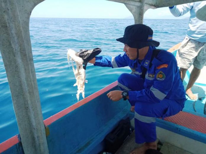 Petugas dari Dinas Perikanan, PSDKP dan BKIPM saat melakukan pengambilan sampel beberapa jenis ikan yang mati di perairan Kampung Lobo dan Triton.